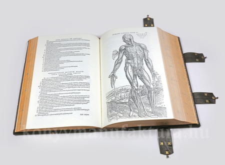 Andreas Vesalius: De Humani Corporis Fabrica - Image 3