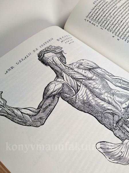 Andreas Vesalius: De Humani Corporis Fabrica - Image 2