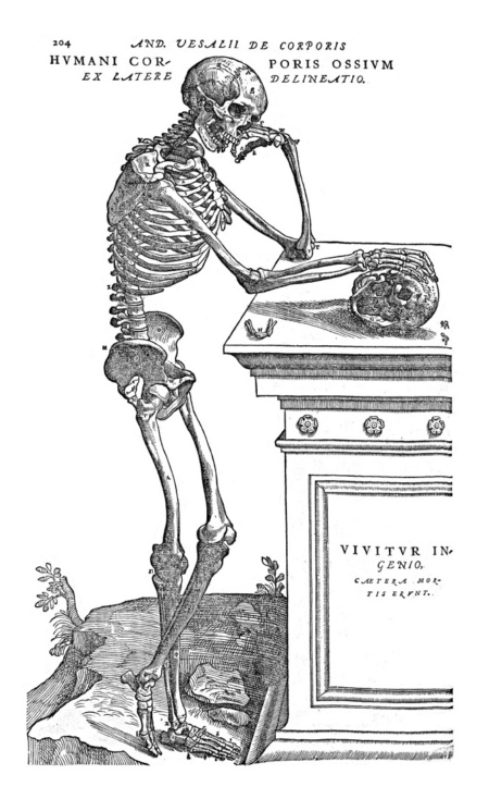 Andreas Vesalius: De Humani Corporis Fabrica - Image 10