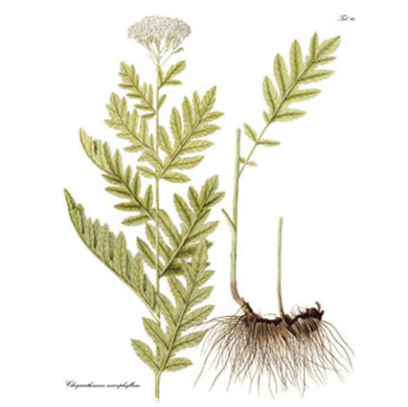 nagylevelű margitvirág (Chrysanthemum macrophyllum )