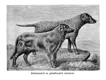Hullámszörű és göndörszörű retriever